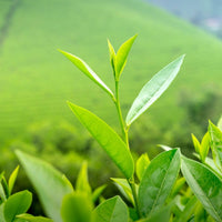 L-Theanine