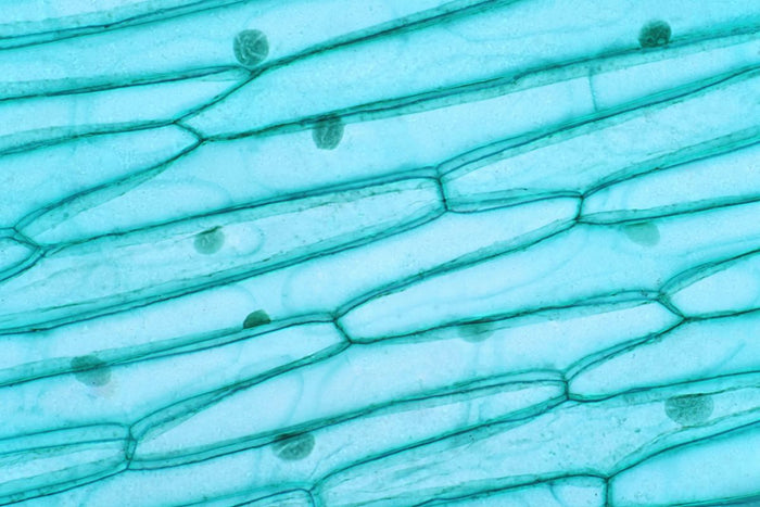 The Science of NAD⁺ | Cellular Health & Longevity