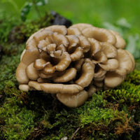 Shiitake