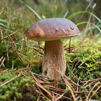 Maitake